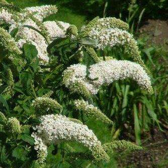 White Butterfly Bush Seeds - Buddleia davidii 'Alba' Shrub Seeds