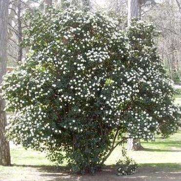 Viburnum tinus Seeds - Laurustinus Flowering Shrub Seeds