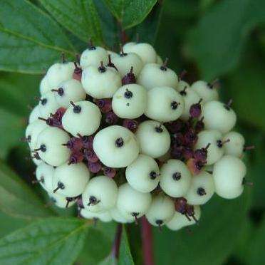 10 Cornus alba Seeds - Red Barked Dogwood - Stunning Fragrant Exotic Shrub - Flat Ship Rate