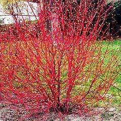 Cornus alba Seeds ~ Red-Barked Dogwood - Fragrant Shrub