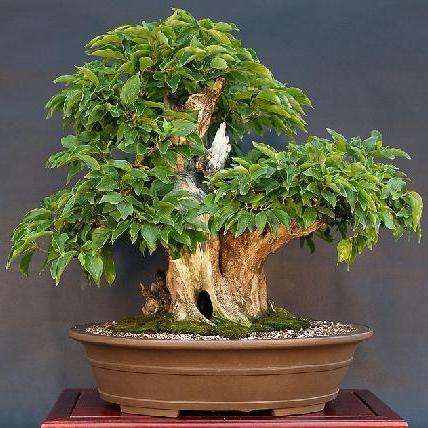 Cornelian Cherry Tree - Cornus mas Bonsai Tree Seeds - Edible Fruit