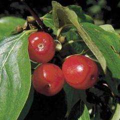 5 Cornus mas Seeds - Cornelian Cherry Tree Seeds - Edible Fruit