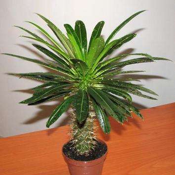 10 Pachypodium lamerei Seeds - Madagascar Palm Tree - Succulents