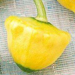Squash Pagoda Gold F1 Seeds - Vegetable Seeds - Patty Pan