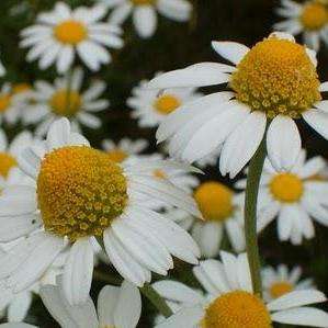 Matricaria recutita Seeds ~ German Chamomile ~ Herbs