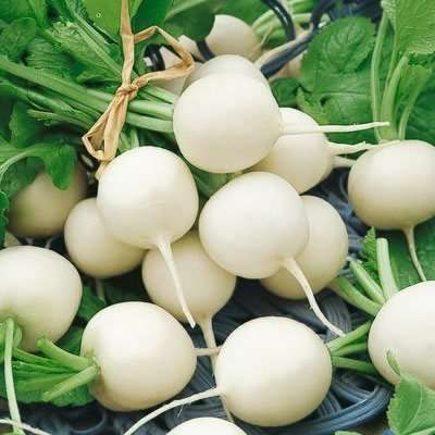 Radish Hailstone Seeds - Raphanus sativus Seeds - Heirloom Vegetable Seeds