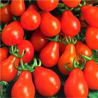 20 Tomato Red Pear - Lycopersicon esculentum Heirloom Seeds â Vegetable Seeds