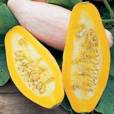 5 Jumbo Squash - Winter Pink Banana - Cucurbita maxima - Vegetable Seeds
