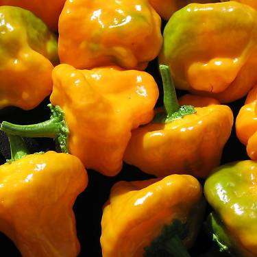 5 Jamaican Hot Yellow Chilli Pepper Seeds - Jamaican Gold Chili - Capsicum annuum - Vegetable