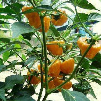 Jamaican Hot Yellow Chilli Pepper Seeds - Jamaican Gold Chili - Capsicum annuum - Vegetable