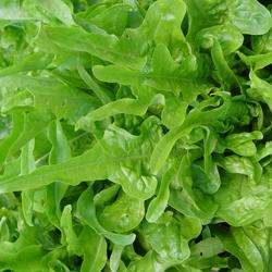 200 Lettuce Oakleaf - Lactuca quercina - Vegetable Seeds