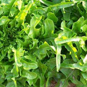 Lettuce Oakleaf - Lactuca quercina - Vegetable Seeds
