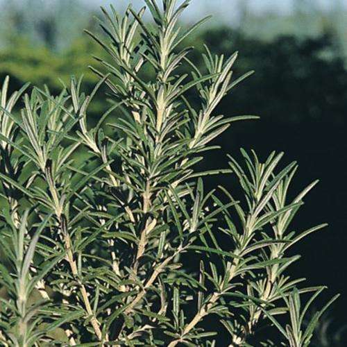 5 Rosemary Seeds - Rosmarinus officinalis ~ Medicinal Culinary Herbs