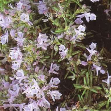 Rosemary Seeds - Rosmarinus officinalis - Medicinal Culinary Herbs