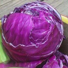 Cabbage Red Acre Seeds - Brassica oleracea var. capitata rubra - Heirloom Vegetable