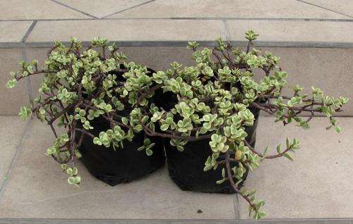 Special Listing for user janohenri for 3 x Portulacaria afra 'foliis variegatis' Plants