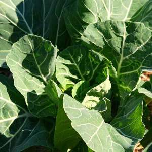 Collards Morris Heading Seeds - Brassica oleracea - Vegetable Seeds