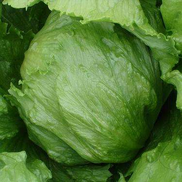 100 Iceberg Lettuce Seeds - Lactuca sativa - Heirloom Vegetable Seeds