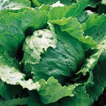 Iceberg Lettuce Seeds - Lactuca sativa - Heirloom Vegetable Seeds