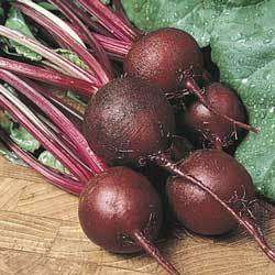 Ruby Queen Beet Seeds - Beta vulgaris - Vegetable Seeds
