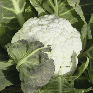 50 Cauliflower Self Blanche Seeds - Brassica oleracea var botrytis- Self Blanching - Vegetable