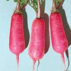 Radish Lady Slipper Seeds - Raphanus sativus Seeds - Vegetable Seeds