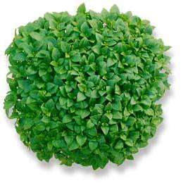 Dwarf Greek Basil Seeds - Ocimum basilicum - Culinary Herbs