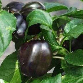 Purple Beauty Sweet Pepper Seeds - Capsicum annuum - Vegetable Seeds