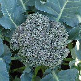 125 Broccoli Waltham Seeds â Brassica oleracea - Heirloom Vegetable Seeds