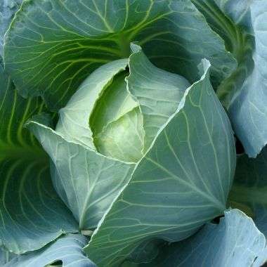 300 Cabbage Early Golden Acre Seeds - Brassica oleracea -  Bulk Vegetable Seeds To Buy in RSA