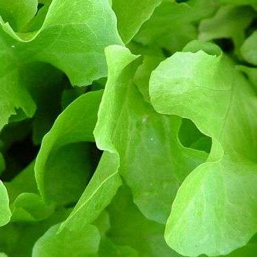 250 Lettuce Grand Rapids Seeds - Lactuca sativa - Vegetable Seeds