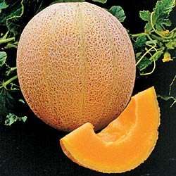 20 Cantaloupe Hales Best Jumbo Sweet Melon Spanspek - Cucumis melo - Fruit Seeds
