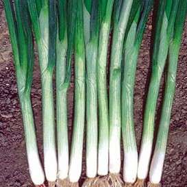 Onion Green Bunching - Allium fistulosum - Vegetable Seeds