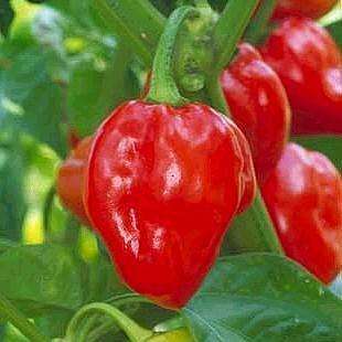 3 Red Savina Habanero Capsicum chinense Jacquin - Extra Hot Chilli Pepper Vegetable - Chile - Chili