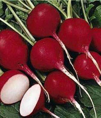 5 Radish Crimson Giant Seeds - Raphanus sativus Seeds - Vegetable Seeds