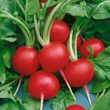 Radish Champion Seeds - Raphanus sativus Seeds - Vegetable Seeds
