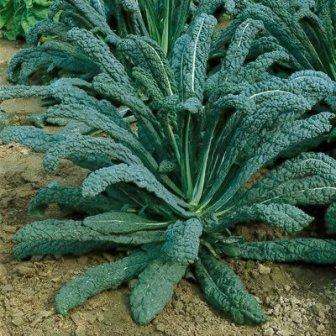 250 Collards Vates Non Heading Seeds - Brassica oleracea - Vegetable Seeds