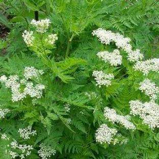 Anise Seeds - Pimpinella anisum - Medicinal Culinary Herbs