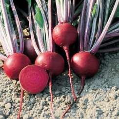 Beet Detroit Dark Red Seeds - Beta vulgaris - Vegetable Seeds
