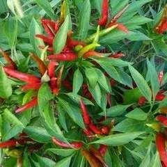 20 Chilli De Arbol Hot Pepper Seeds - Capsicum annuum - Vegetable - Chile - Chili