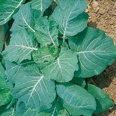 250 Southern Georgia Collards Seeds - Brassica oleracea - Vegetable Seeds