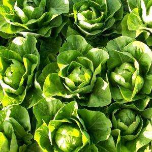 100 Romaine Lettuce Parris Island Seeds - Lactuca sativa - Vegetable Seeds