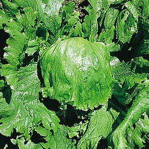 Lettuce Crisp Head Great Lakes Seeds - Lactuca sativa - Vegetable Seeds