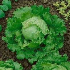 100 Lettuce Crisp Head Great Lakes Seeds - Lactuca sativa - Vegetable Seeds