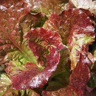 100 Lettuce Prizehead Seeds - Lactuca sativa - Vegetable Seeds