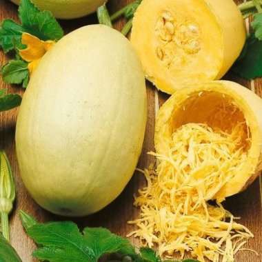 Squash Winter Vegetable Spaghetti Seeds - Cucurbita pepo Seeds - Vegetable Seeds