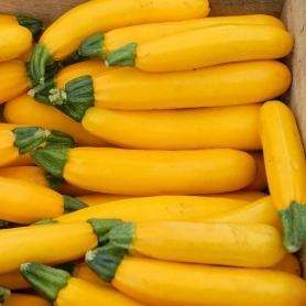 5 Squash Summer Early Prolofic Straightneck Seeds - Cucurbita pepo Seeds - Heirloom Vegetable Seeds