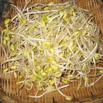 20 Soybean Clear Hilum Seeds - Glycine max - Sprouting Vegetable Seeds for sale in South Africa