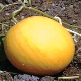 Melon Casaba Golden Beauty Seeds - Cucumis melo - Heirloom Fruit Seeds