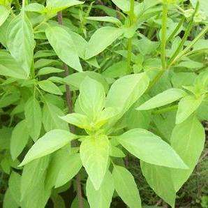 50 Lime Basil, Hoary Basil Seeds - Ocimum americanum var. americanum ~ Medicinal Culinary Herbs